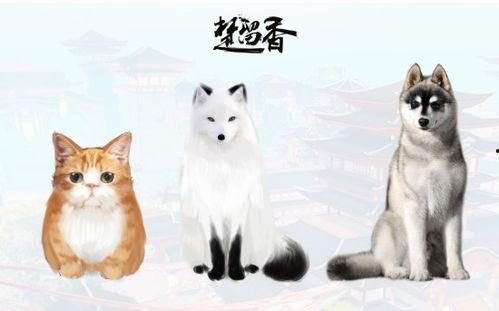 宠物大爆料视频,揭秘萌宠背后的趣味故事  第3张